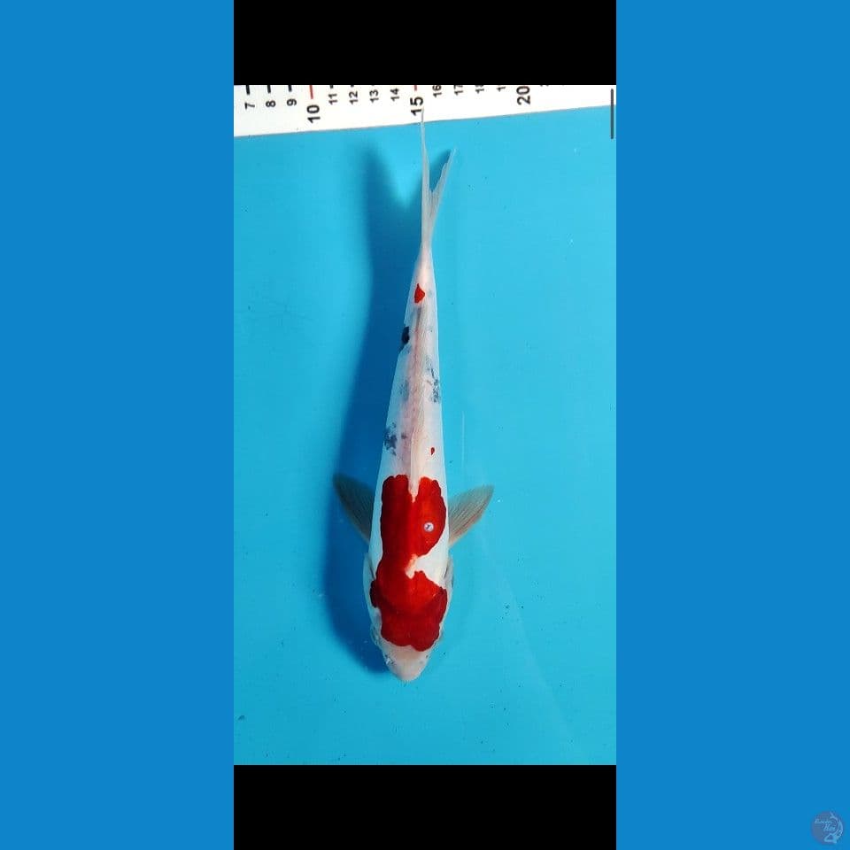 KINDAI SHOWA DOITSU 25CM FEMALE