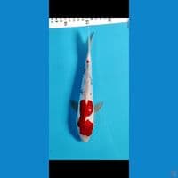 KINDAI SHOWA DOITSU 25CM FEMALE