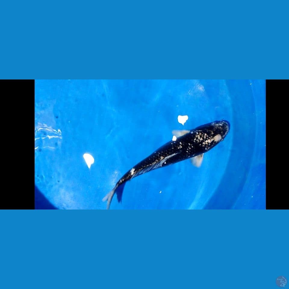 47 cm becek dinamon male