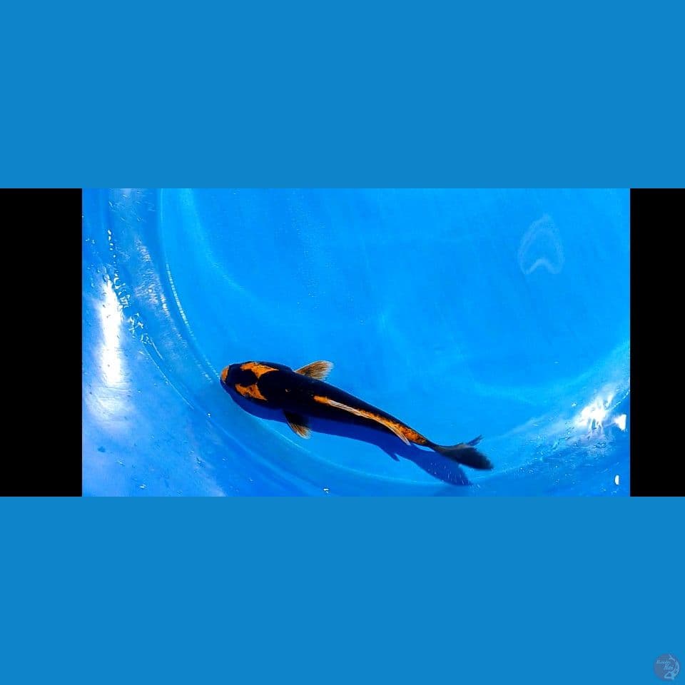 kabuto 35 bu 