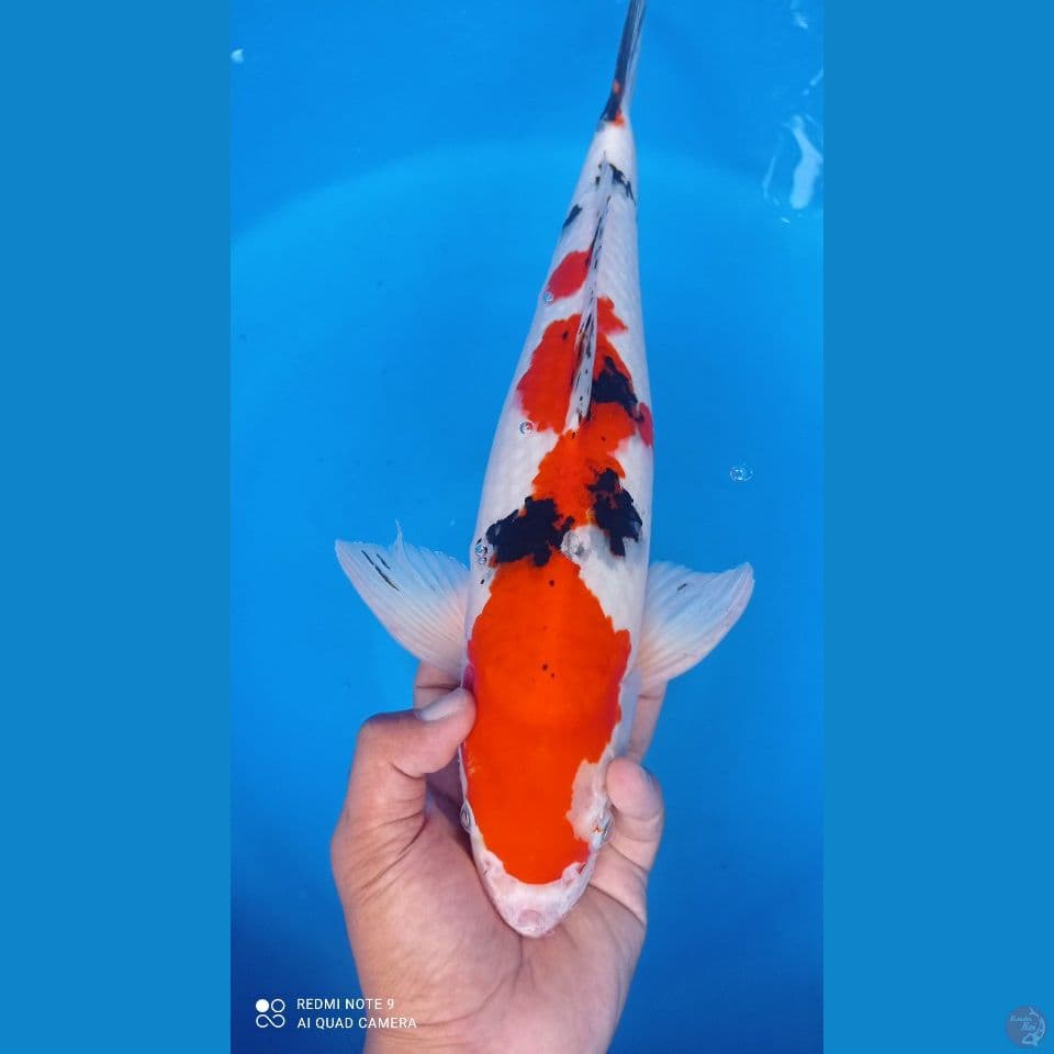 sanke 45 cm