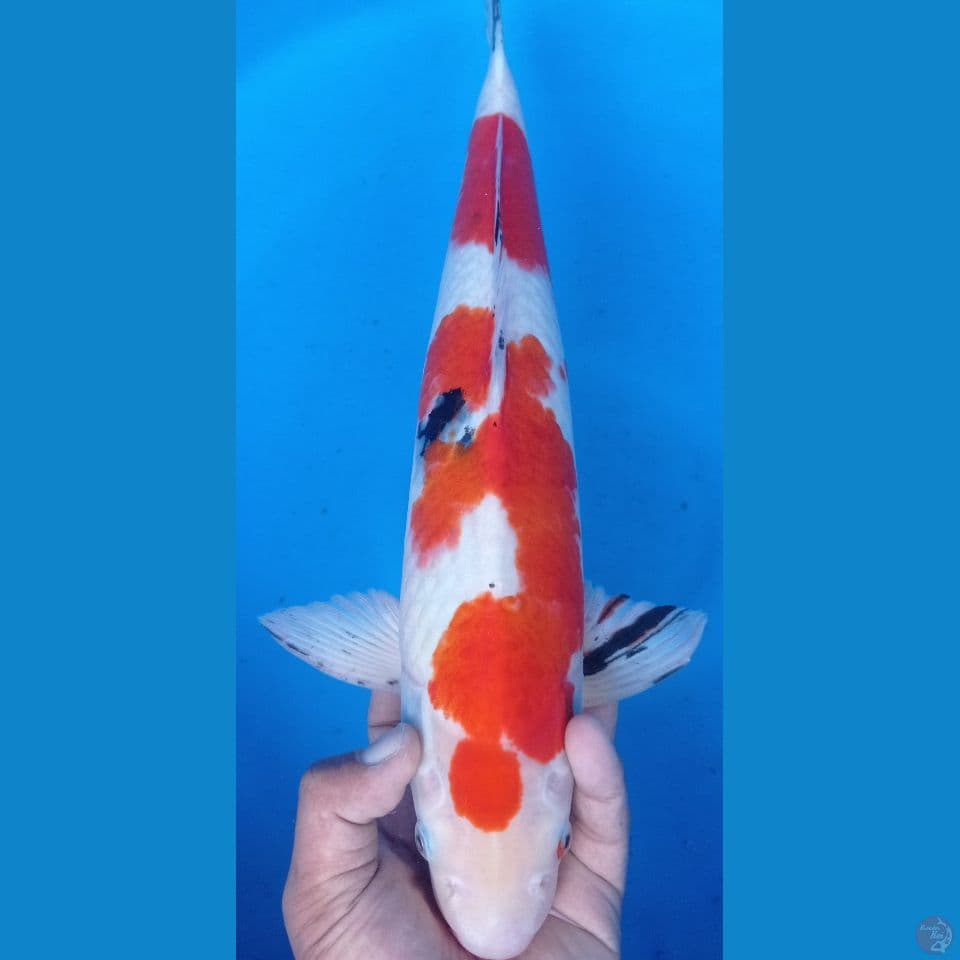 sanke 45cm