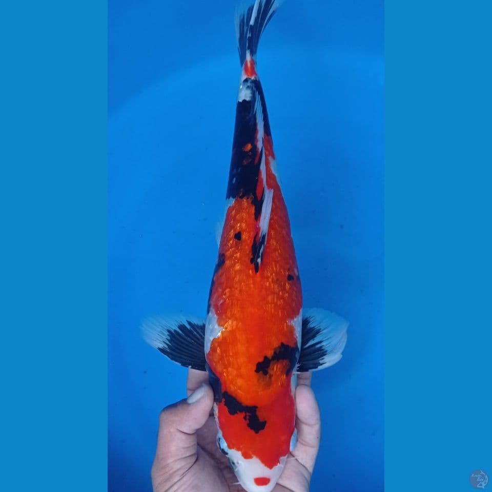 showa gintin 43cm