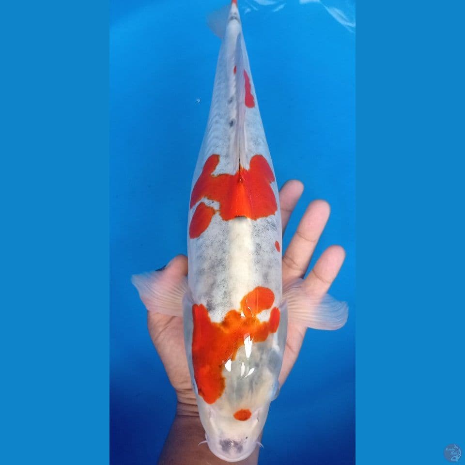 kiko 48cm