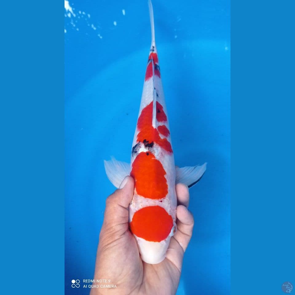 maruten sanke 41cm