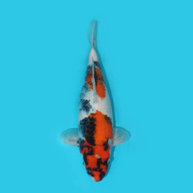 SHOWA 33 CM
