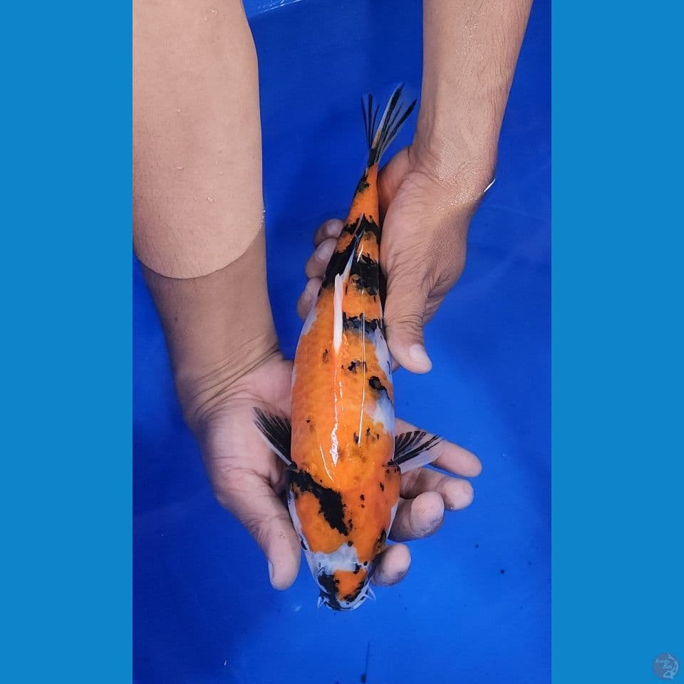 31cm showa