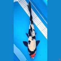 Tc Showa 35cm