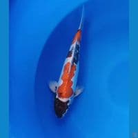 Kikokuryu Jantan 33 cm