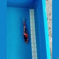 showa sanshoku 32cm
