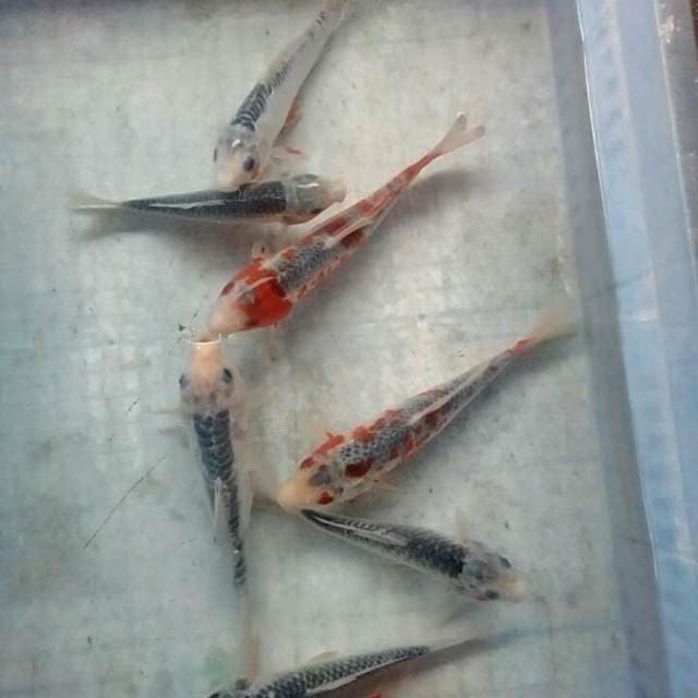 Campur14-20cm