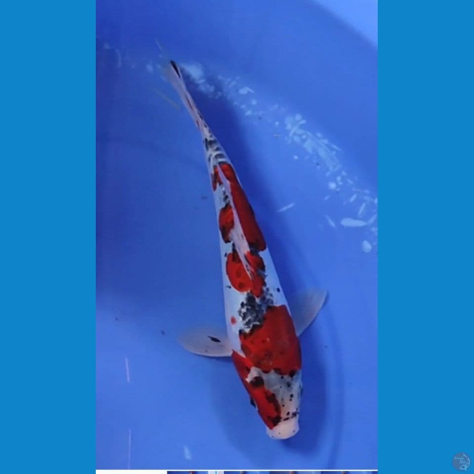 Ghosiki DOITSU Murni merah darah 27 cm Jantan