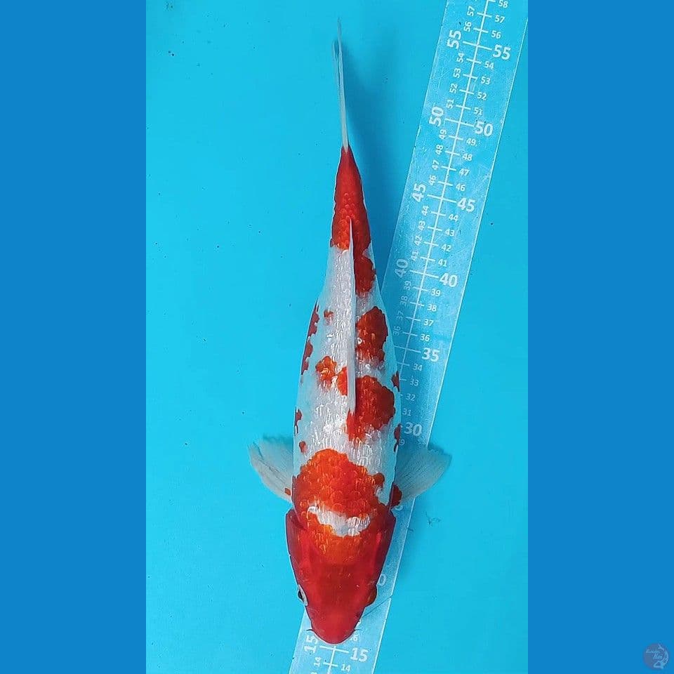 F 40CM KOHAKU GINDRIN