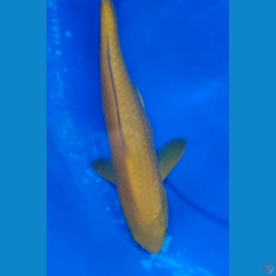 Karasyi MH 28 cm Male