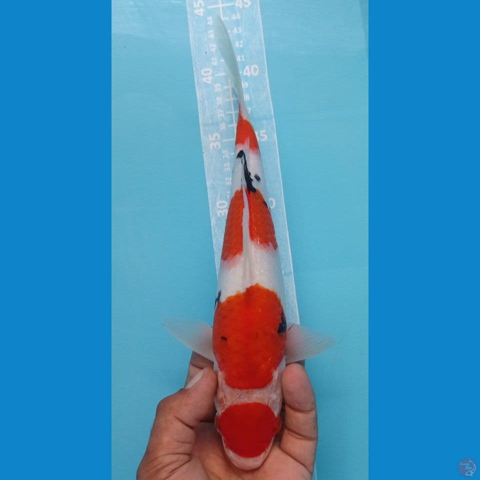 maruten sanke 29cm
