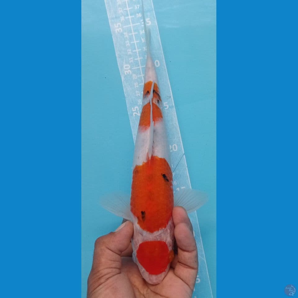 maruten sanke 29cm