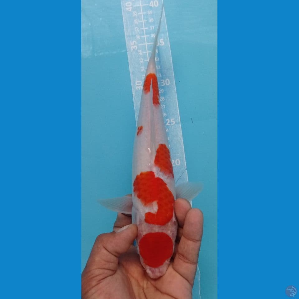 maruten kohaku 28cm