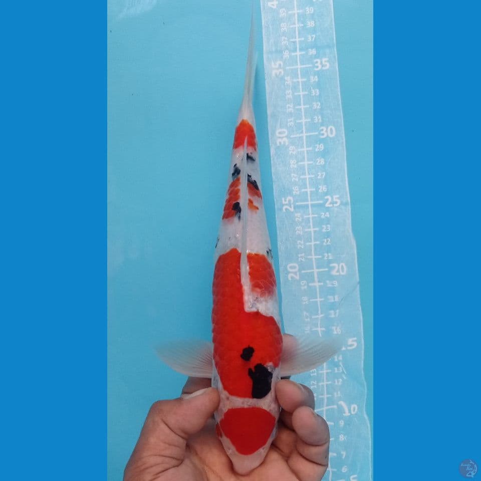 maruten sanke 30cm
