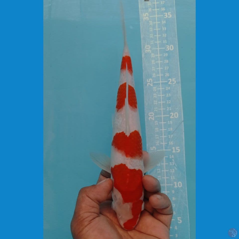 kohaku 27cm