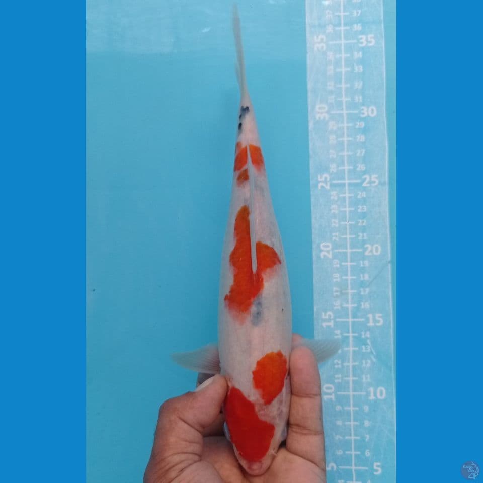 sanke 28cm