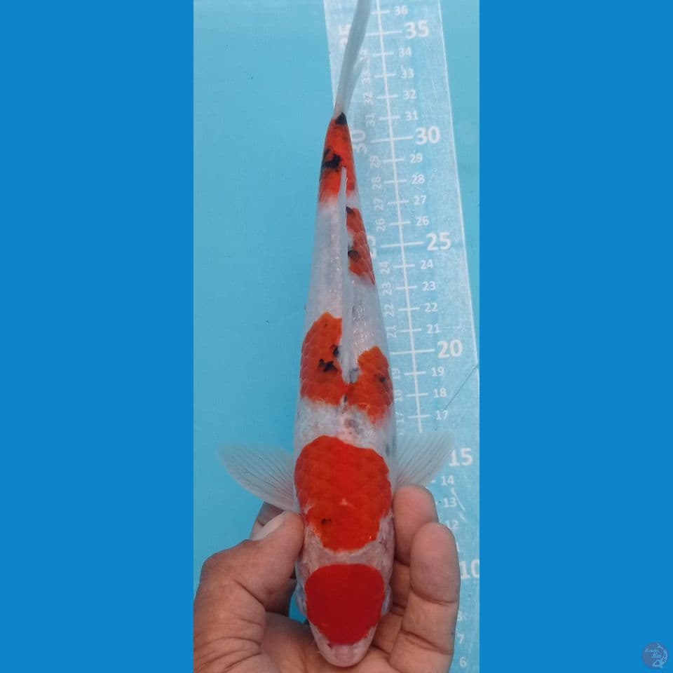 maruten sanke 27cm