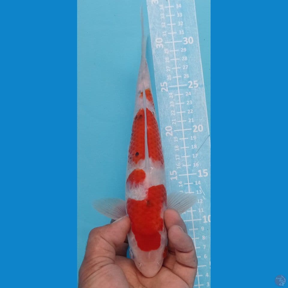 sanke 27 cm