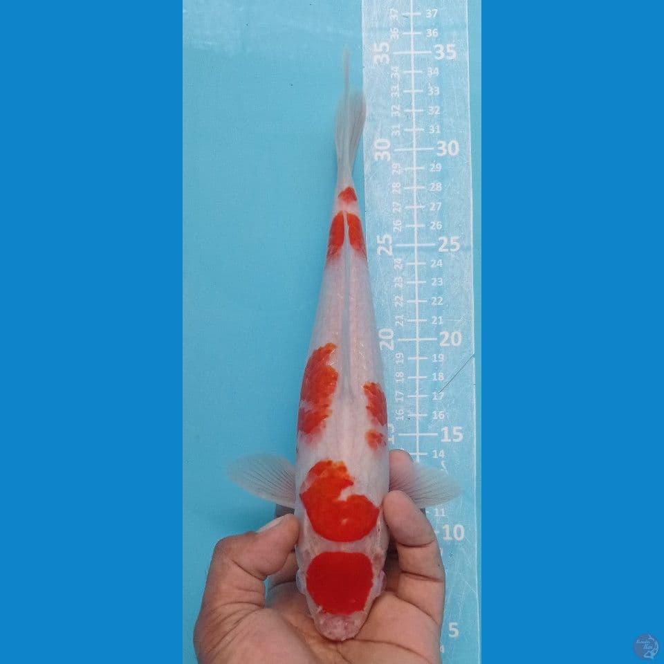 kohaku 28cm