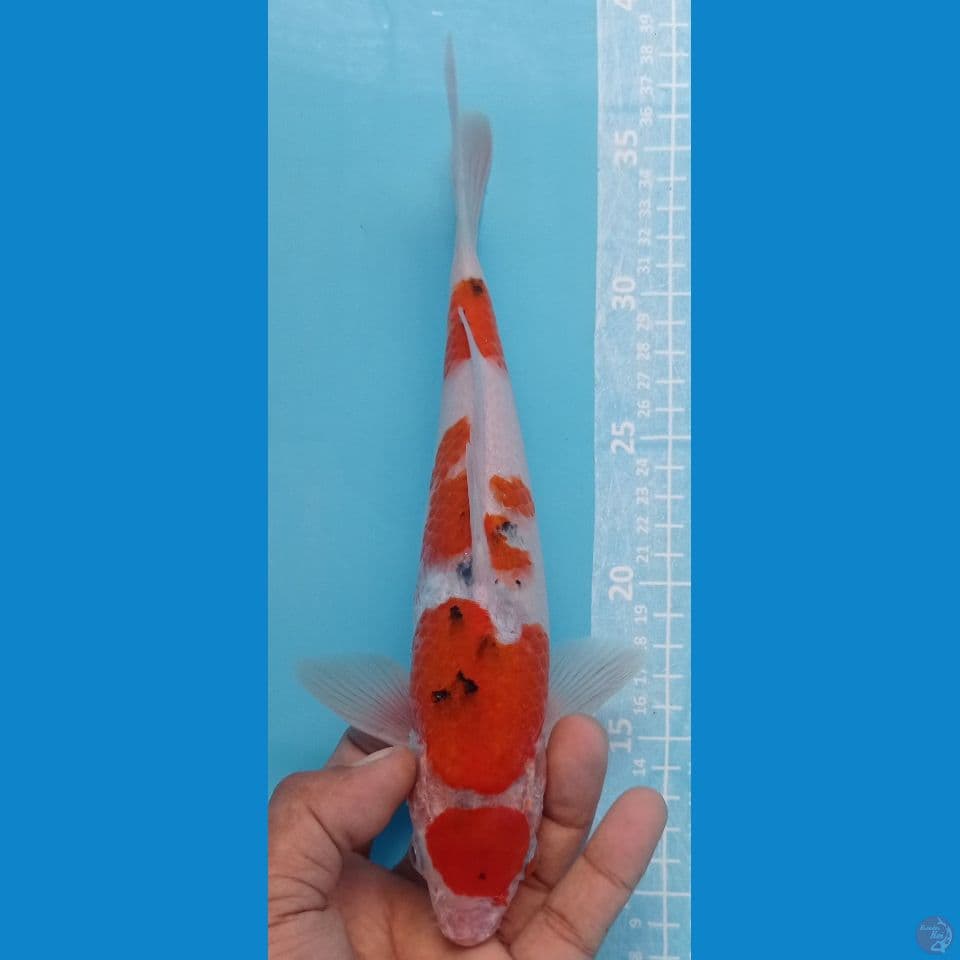 maruten sanke 27cm