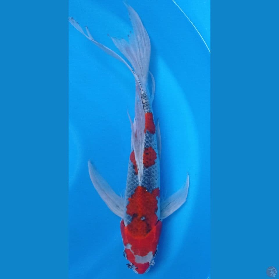 kumpay gosiki 48cm