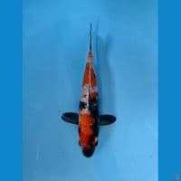 SHOWA GINDRIN HQ~21CM~full gindrin