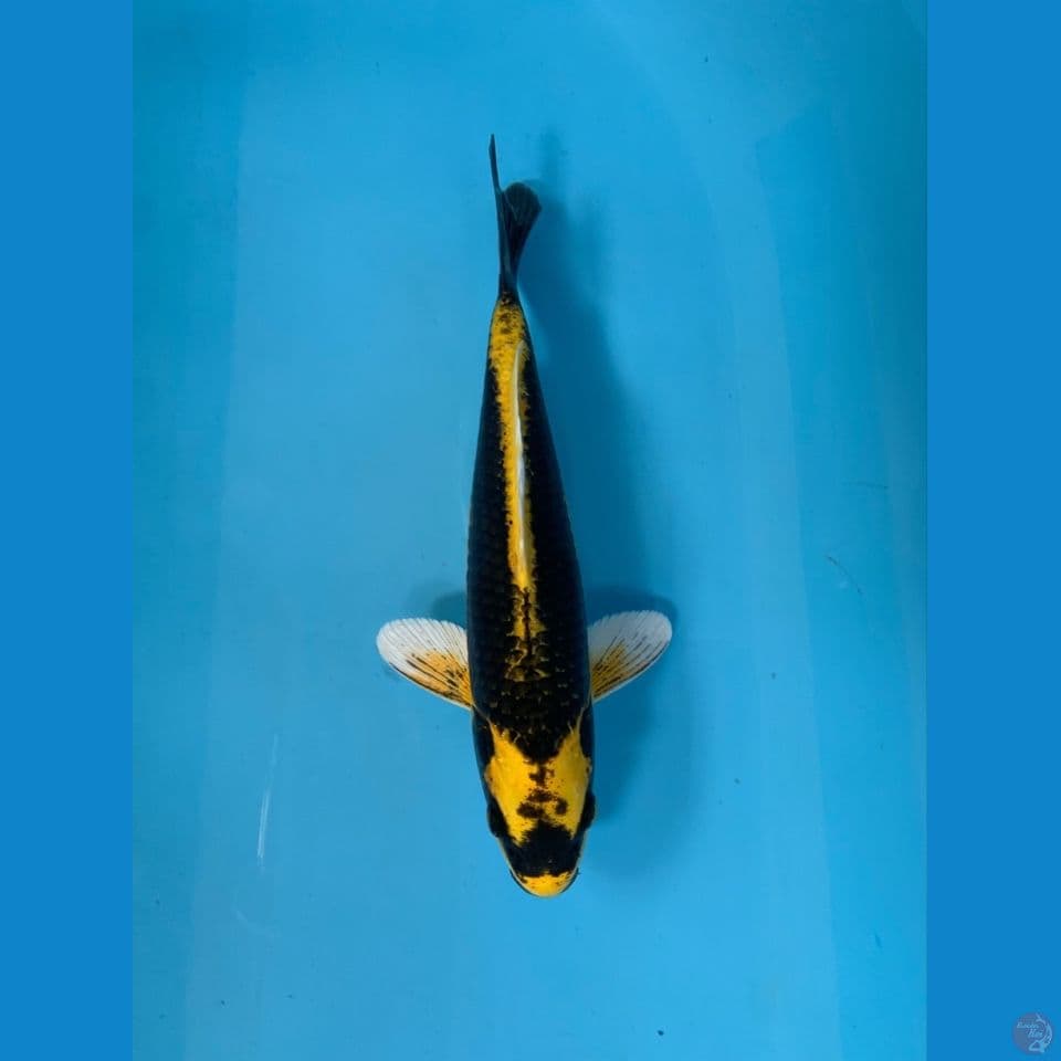 KABUTO HQ~22cm