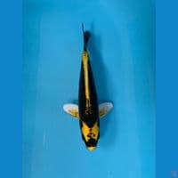 KABUTO HQ~22cm