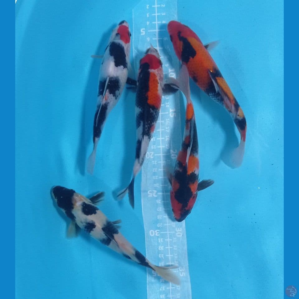 showa 20,23cm