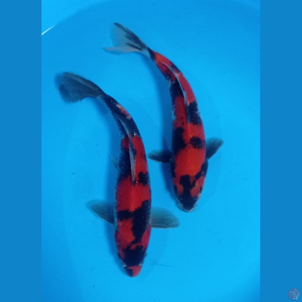 HI SHOWA 23,25CM