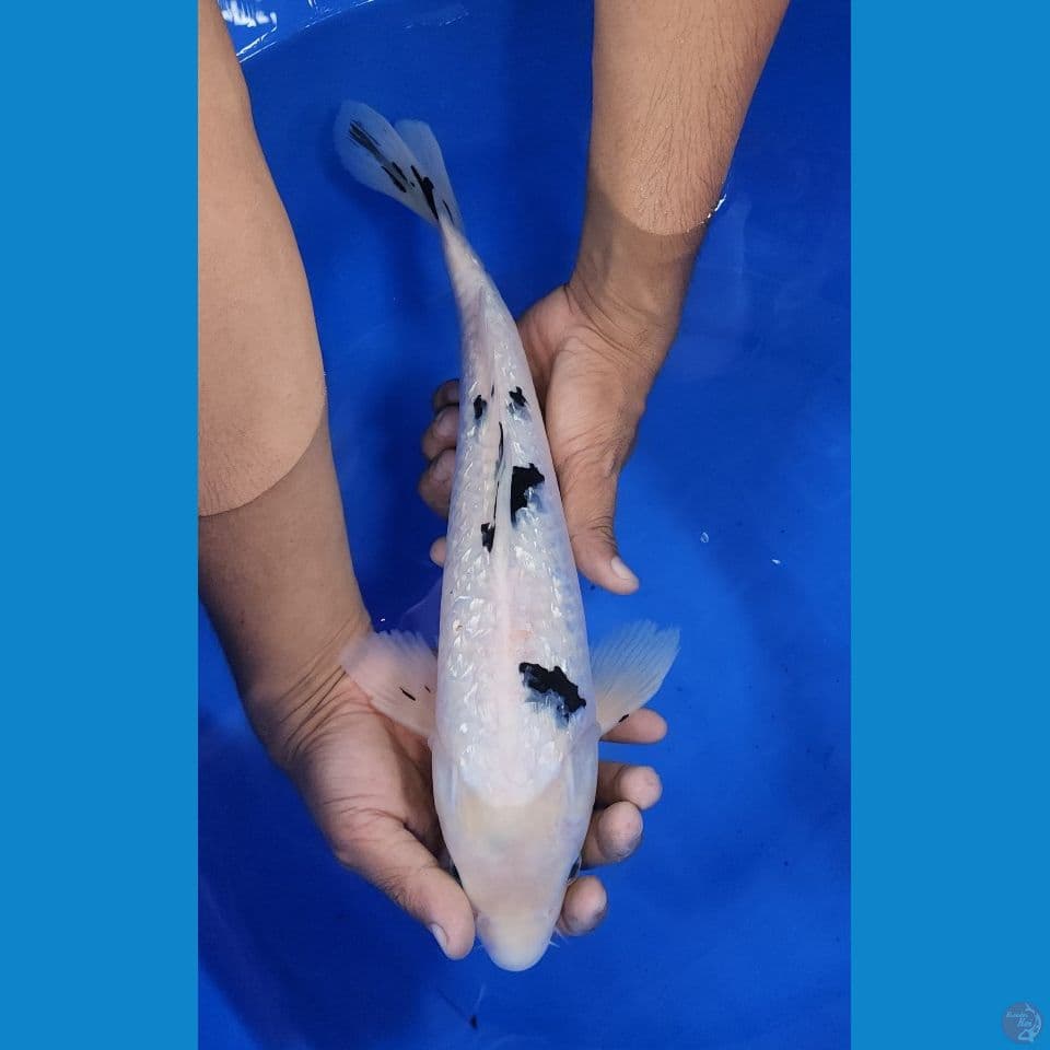 37cm bekko ginrin Jantan