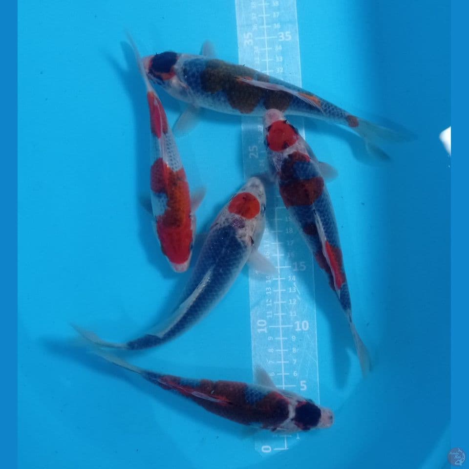 gosiki 20,25cm
