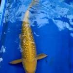Chagoi ginrin 45cm Super
