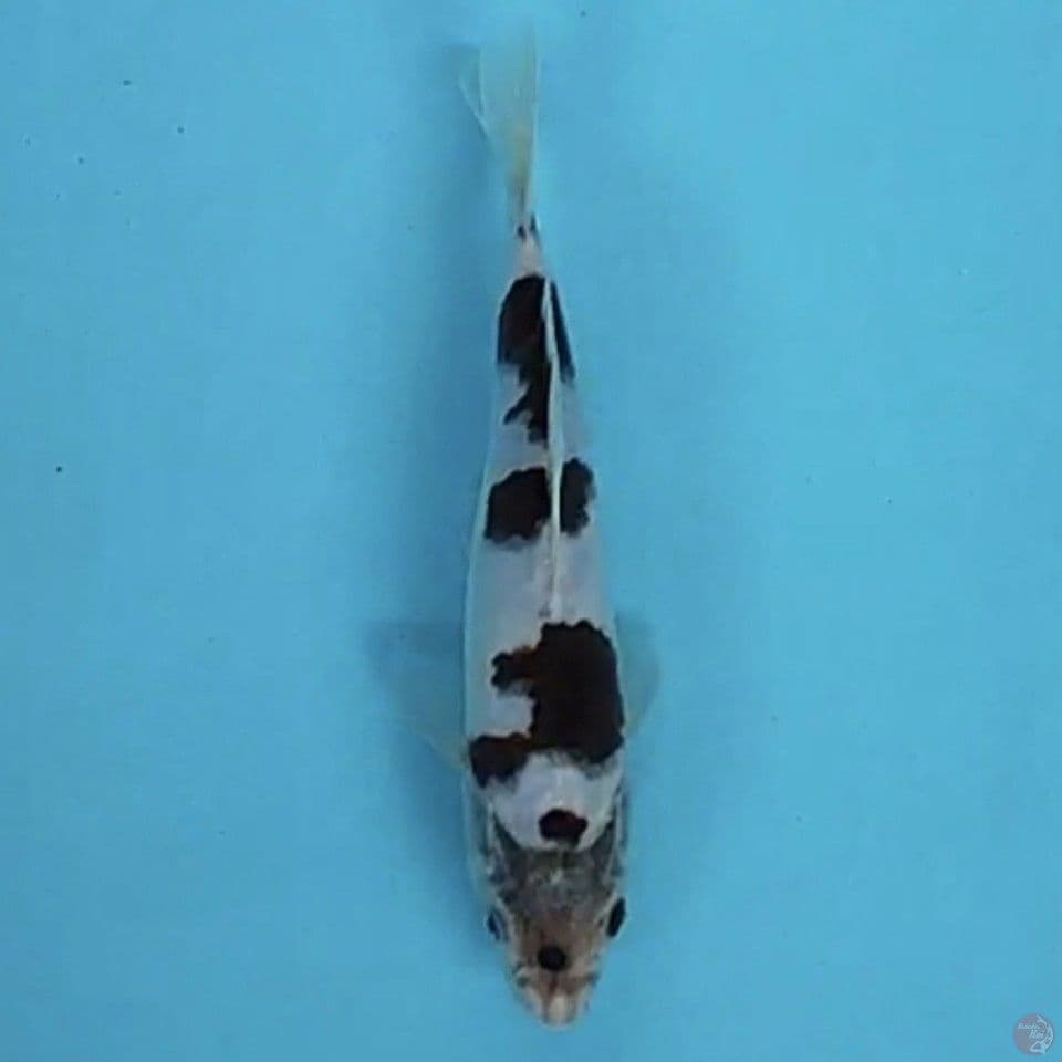 budogoromo 18cm