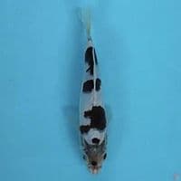 budogoromo 18cm