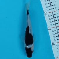 budogoromo 17cm