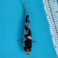 budogoromo 23cm