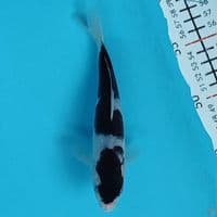 budogoromo 17cm