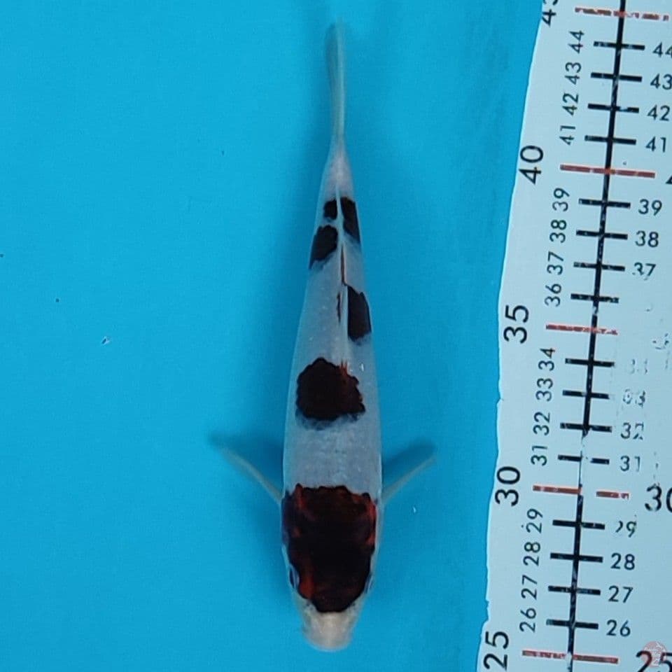 budogoromo 18cm