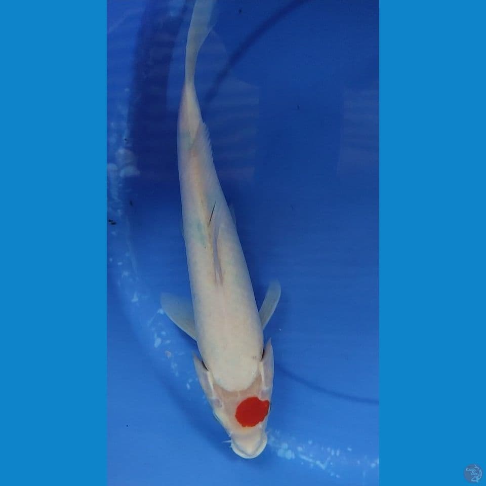 Original Tanchi Sanke tategoi 34.5 cm ML