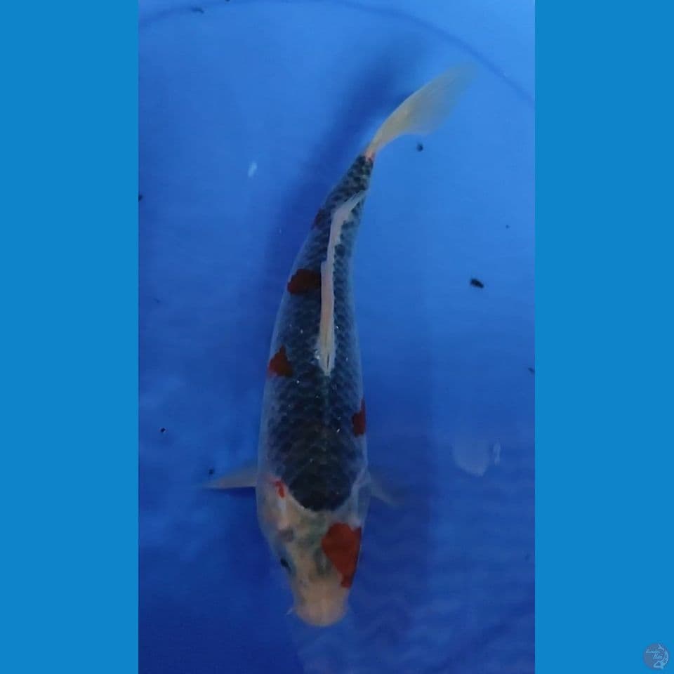 Kuro Ghosiki 27.5 cm FM