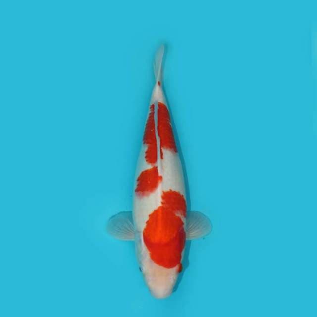 Kohaku 32 cm