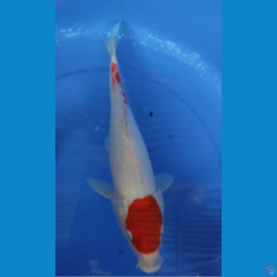 Original Maruten kohaku 33 cm FM