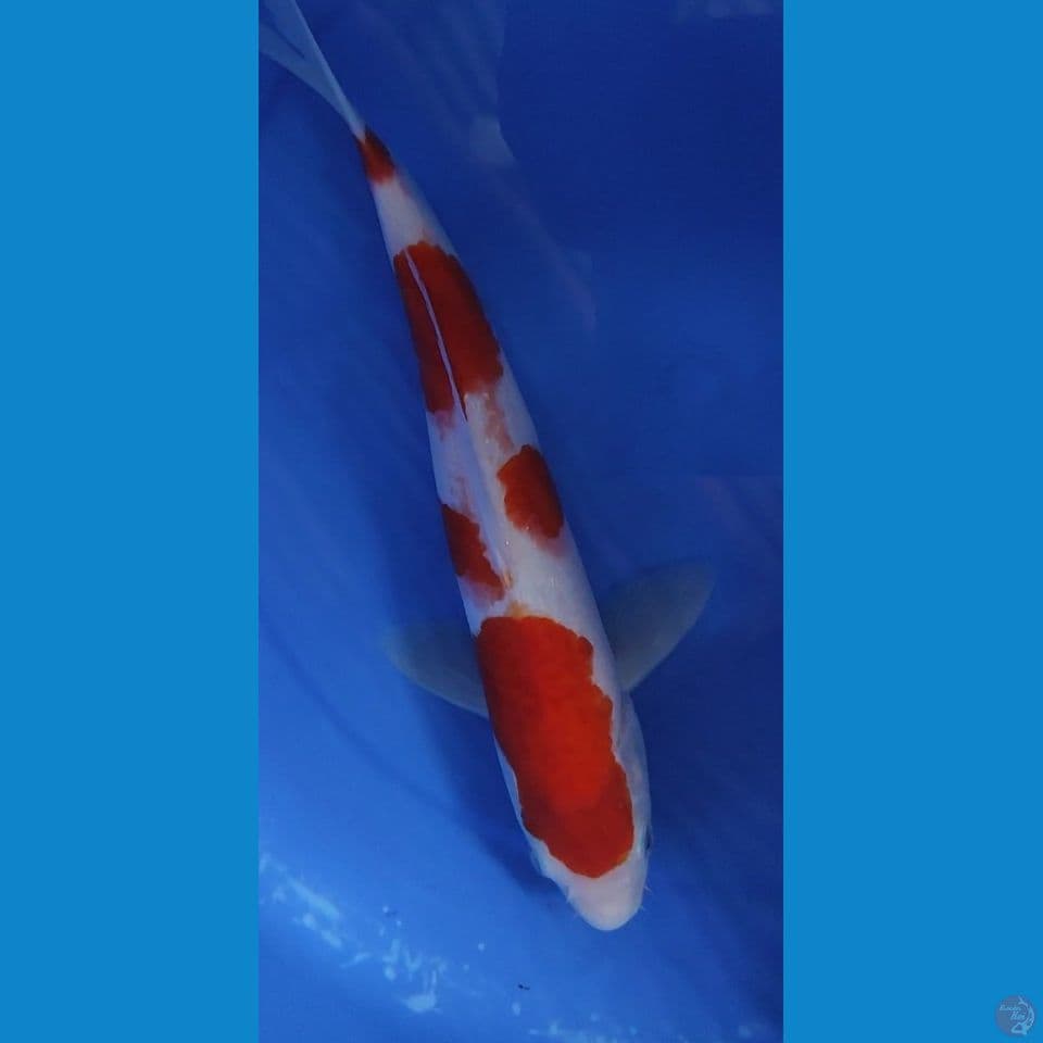 Original kohaku 33.5 cm jantan