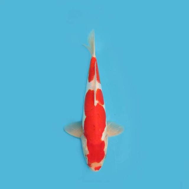 Kohaku Doitsu 30cm