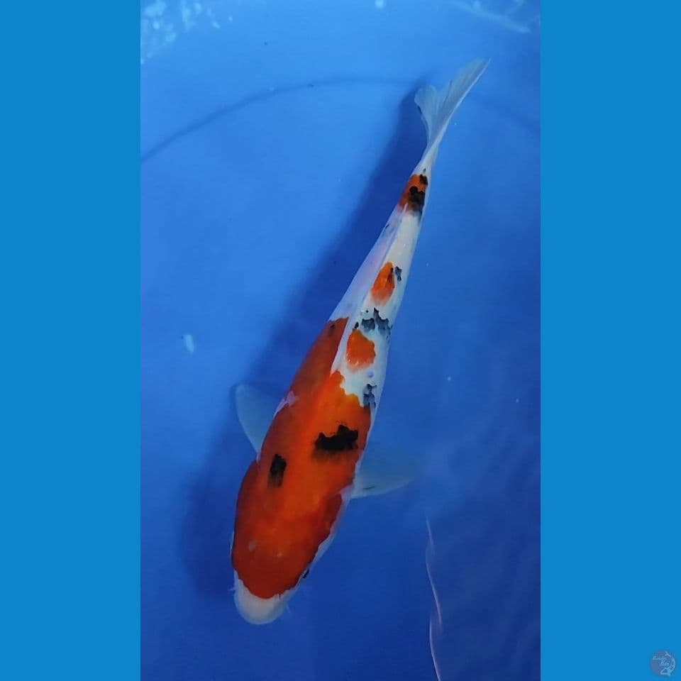 Taisho Sanshoku 28 cm Jantan